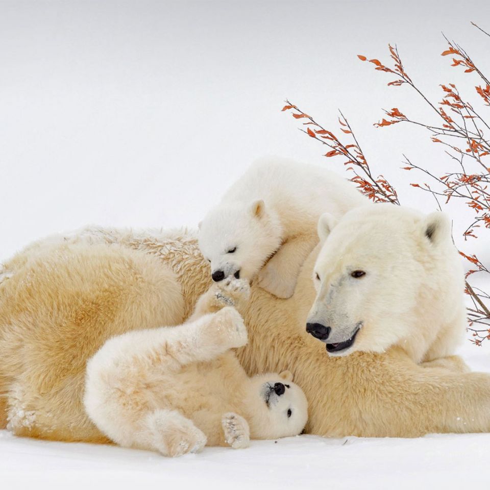 Journée internationale des ours polaires