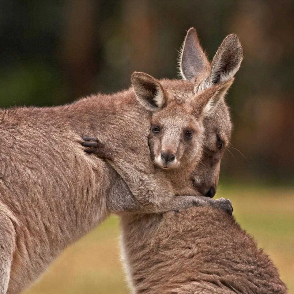 Journée internationale des câlins 😊